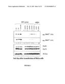 Stable and Long-Lasting siRNA Expression Vectors and the Applications Thereof diagram and image