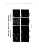 Stable and Long-Lasting siRNA Expression Vectors and the Applications Thereof diagram and image