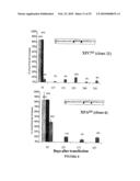 Stable and Long-Lasting siRNA Expression Vectors and the Applications Thereof diagram and image