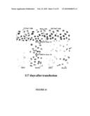 Stable and Long-Lasting siRNA Expression Vectors and the Applications Thereof diagram and image