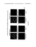 Stable and Long-Lasting siRNA Expression Vectors and the Applications Thereof diagram and image