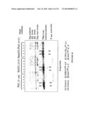 Stable and Long-Lasting siRNA Expression Vectors and the Applications Thereof diagram and image