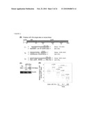 Role of miRNA in T cell leukemia diagram and image