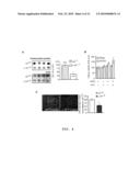 Non-androgen dependent roles for androgen receptor in liver cancer diagram and image