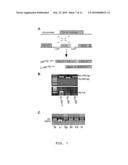 Non-androgen dependent roles for androgen receptor in liver cancer diagram and image