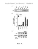 Non-androgen dependent roles for androgen receptor in liver cancer diagram and image