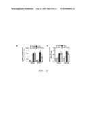 Non-androgen dependent roles for androgen receptor in liver cancer diagram and image