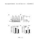 Non-androgen dependent roles for androgen receptor in liver cancer diagram and image