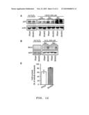 Non-androgen dependent roles for androgen receptor in liver cancer diagram and image