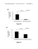 MicroRNA-Based Methods and Compositions for the Diagnosis, Prognosis and Treatment of Acute Myeloid Leukemia (AML) diagram and image