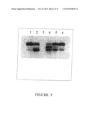 MACROCYCLIC DITERPENES FOR TREATING CONDITIONS ASSOCIATED WITH PROTEIN KINASE C diagram and image