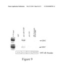 Treatment of Prostate Cancer with DDC Inhibitor diagram and image