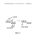 Methods and Compositions Related to Inhibition of Ceramide Synthesis diagram and image