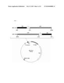 Starch Binding Domain and Use Thereof diagram and image