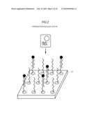 GENE CLASSIFYING METHOD, GENE CLASSIFYING PROGRAM, AND GENE CLASSIFYING DEVICE diagram and image