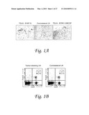 INDOLEAMINE 2,3-DIOXYGENASE, PD-1/PD-L PATHWAYS, AND CTLA4 PATHWAYS IN THE ACTIVATION OF REGULATORY T CELLS diagram and image