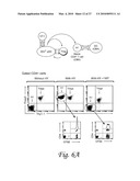 INDOLEAMINE 2,3-DIOXYGENASE, PD-1/PD-L PATHWAYS, AND CTLA4 PATHWAYS IN THE ACTIVATION OF REGULATORY T CELLS diagram and image