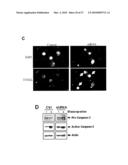 Oligopeptides for treatment of osteoporosis and other bone diseases and methods therefor diagram and image