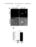 Oligopeptides for treatment of osteoporosis and other bone diseases and methods therefor diagram and image