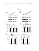 Oligopeptides for treatment of osteoporosis and other bone diseases and methods therefor diagram and image