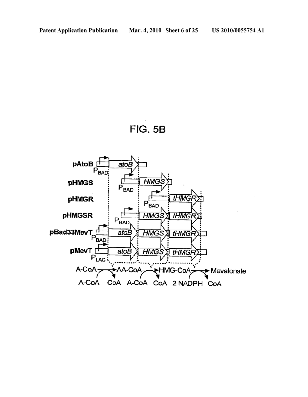 METHODS FOR INCREASING ISOPRENOID AND ISOPRENOID PRECURSOR PRODUCTION BY MODULATING FATTY ACID LEVELS - diagram, schematic, and image 07