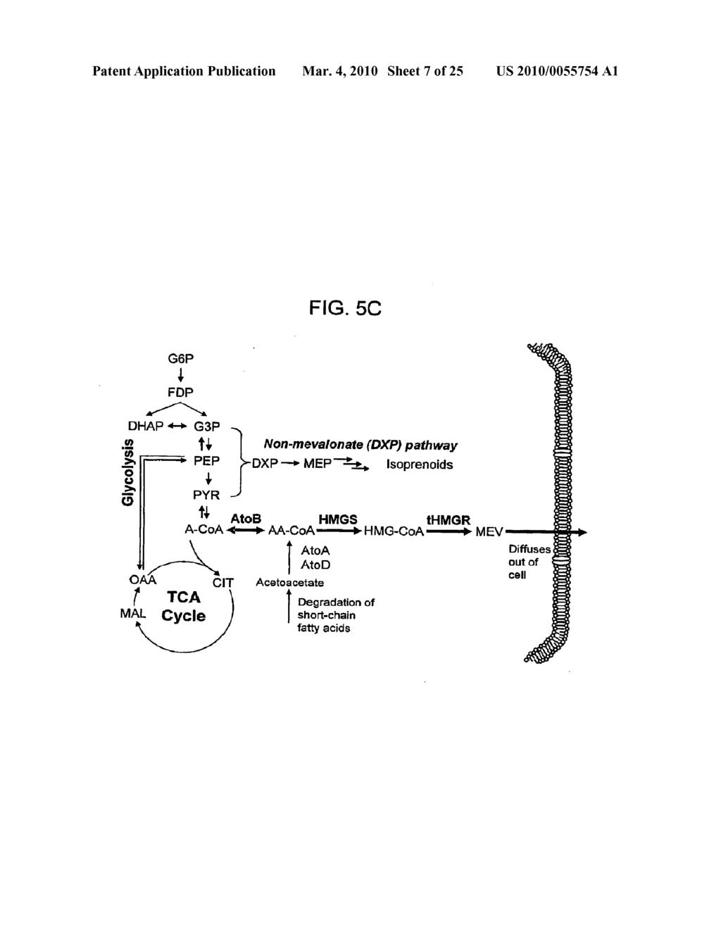 METHODS FOR INCREASING ISOPRENOID AND ISOPRENOID PRECURSOR PRODUCTION BY MODULATING FATTY ACID LEVELS - diagram, schematic, and image 08