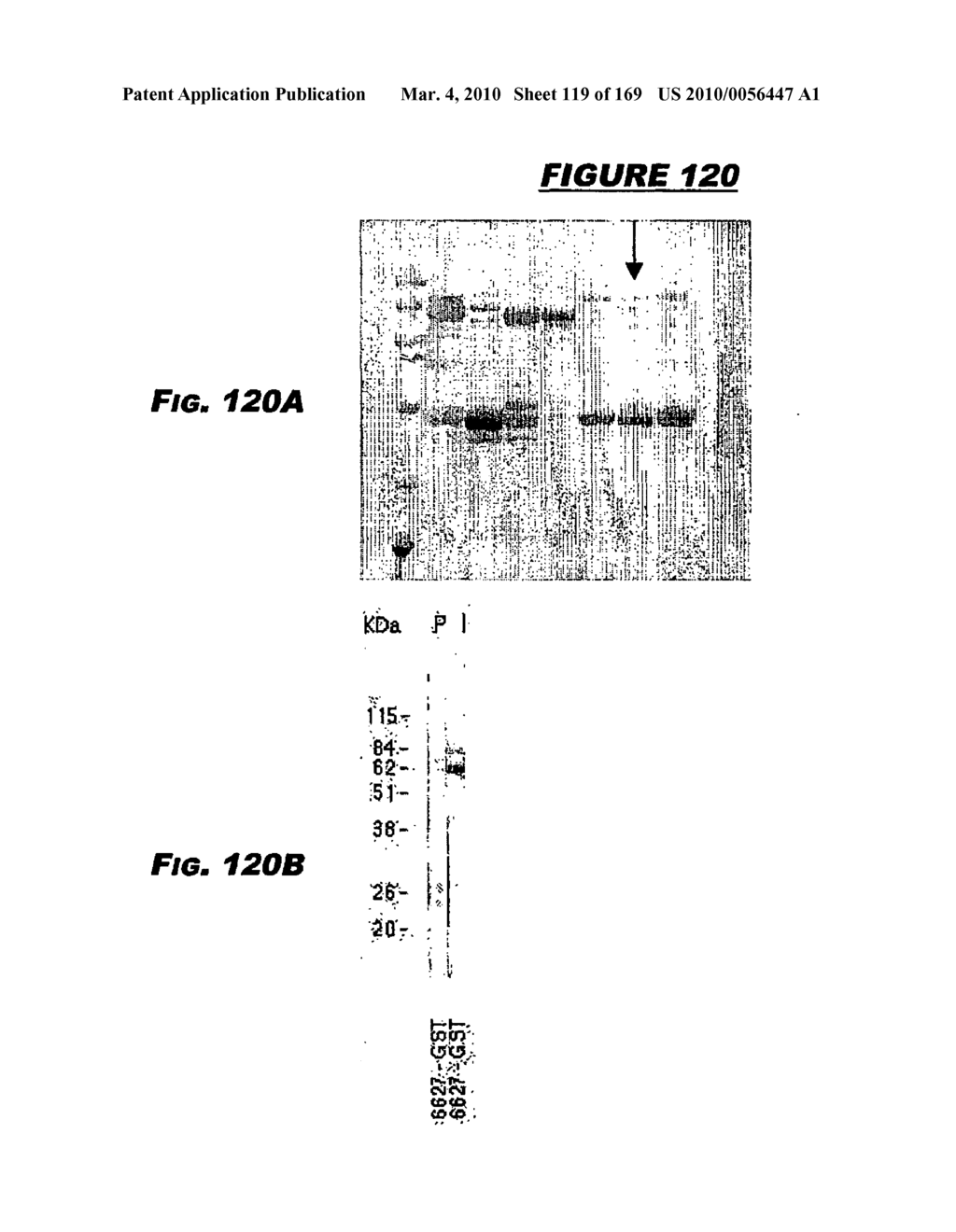 IMMUNIZATION AGAINST CHLAMYDIA PNEUMONIAE - diagram, schematic, and image 120