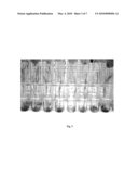 TRANSGENIC SWEET SORGHUM WITH ALTERED LIGNIN COMPOSITION AND PROCESS OF PREPARATION THEREOF diagram and image