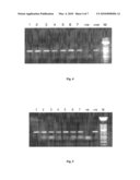 TRANSGENIC SWEET SORGHUM WITH ALTERED LIGNIN COMPOSITION AND PROCESS OF PREPARATION THEREOF diagram and image