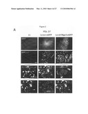 METHOD FOR PREPARING PANCREATIC BETA CELLS STARTING FROM BETA CELL PROGENITORS AND BETA CELLS THEREBY OBTAINED diagram and image