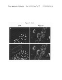 METHOD FOR PREPARING PANCREATIC BETA CELLS STARTING FROM BETA CELL PROGENITORS AND BETA CELLS THEREBY OBTAINED diagram and image