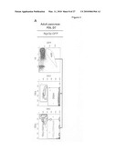 METHOD FOR PREPARING PANCREATIC BETA CELLS STARTING FROM BETA CELL PROGENITORS AND BETA CELLS THEREBY OBTAINED diagram and image