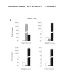 METHOD FOR PREPARING PANCREATIC BETA CELLS STARTING FROM BETA CELL PROGENITORS AND BETA CELLS THEREBY OBTAINED diagram and image