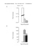 METHOD FOR PREPARING PANCREATIC BETA CELLS STARTING FROM BETA CELL PROGENITORS AND BETA CELLS THEREBY OBTAINED diagram and image