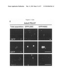 METHOD FOR PREPARING PANCREATIC BETA CELLS STARTING FROM BETA CELL PROGENITORS AND BETA CELLS THEREBY OBTAINED diagram and image