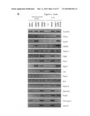 METHOD FOR PREPARING PANCREATIC BETA CELLS STARTING FROM BETA CELL PROGENITORS AND BETA CELLS THEREBY OBTAINED diagram and image