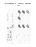 METHOD FOR PREPARING PANCREATIC BETA CELLS STARTING FROM BETA CELL PROGENITORS AND BETA CELLS THEREBY OBTAINED diagram and image