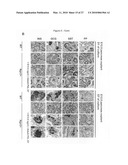 METHOD FOR PREPARING PANCREATIC BETA CELLS STARTING FROM BETA CELL PROGENITORS AND BETA CELLS THEREBY OBTAINED diagram and image