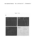 METHOD FOR PREPARING PANCREATIC BETA CELLS STARTING FROM BETA CELL PROGENITORS AND BETA CELLS THEREBY OBTAINED diagram and image