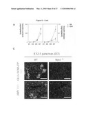 METHOD FOR PREPARING PANCREATIC BETA CELLS STARTING FROM BETA CELL PROGENITORS AND BETA CELLS THEREBY OBTAINED diagram and image