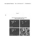 METHOD FOR PREPARING PANCREATIC BETA CELLS STARTING FROM BETA CELL PROGENITORS AND BETA CELLS THEREBY OBTAINED diagram and image