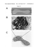 METHOD FOR PREPARING PANCREATIC BETA CELLS STARTING FROM BETA CELL PROGENITORS AND BETA CELLS THEREBY OBTAINED diagram and image