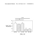 RESPIRATORY SYNCYTIAL VIRUS RENDERS DENDRITIC CELLS TOLEROGENIC diagram and image