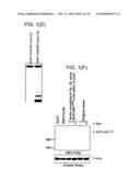 Graded Expression of Snail as Marker of Cancer Development and DNA Damage-Based Diseases diagram and image