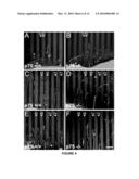 p75NTR MEDIATES EPHRIN-A REVERSE SIGNALING diagram and image