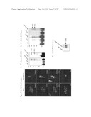 Rhamm, a Co-Receptor and Its Interactions with Other Receptors in Cancer Cell Motility and the Identification of Cancer Prognitor Cell Populations diagram and image