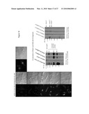 Rhamm, a Co-Receptor and Its Interactions with Other Receptors in Cancer Cell Motility and the Identification of Cancer Prognitor Cell Populations diagram and image