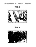 Method For Improving The Quality Of Meat By Reducing Boar Taint diagram and image