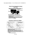 Pathogen Detection Biosensor diagram and image