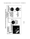 Pathogen Detection Biosensor diagram and image